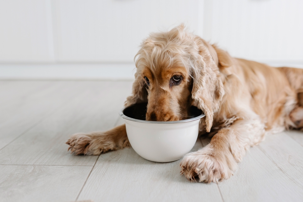 dog multivitamin supplements