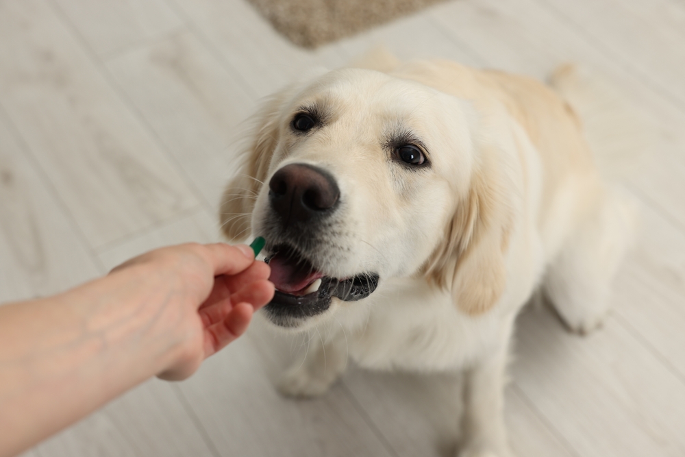dog multivitamin supplements