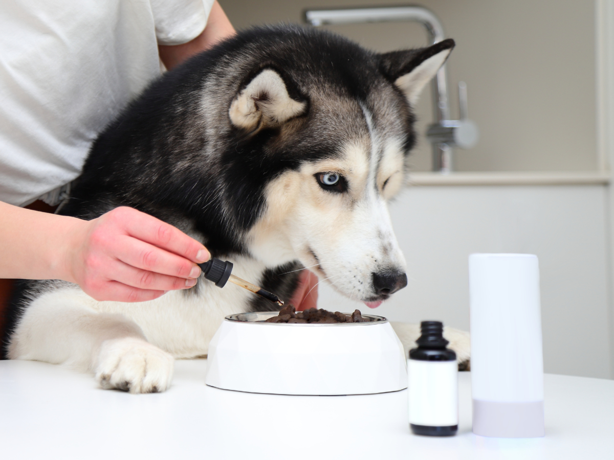 senior dog food supplements