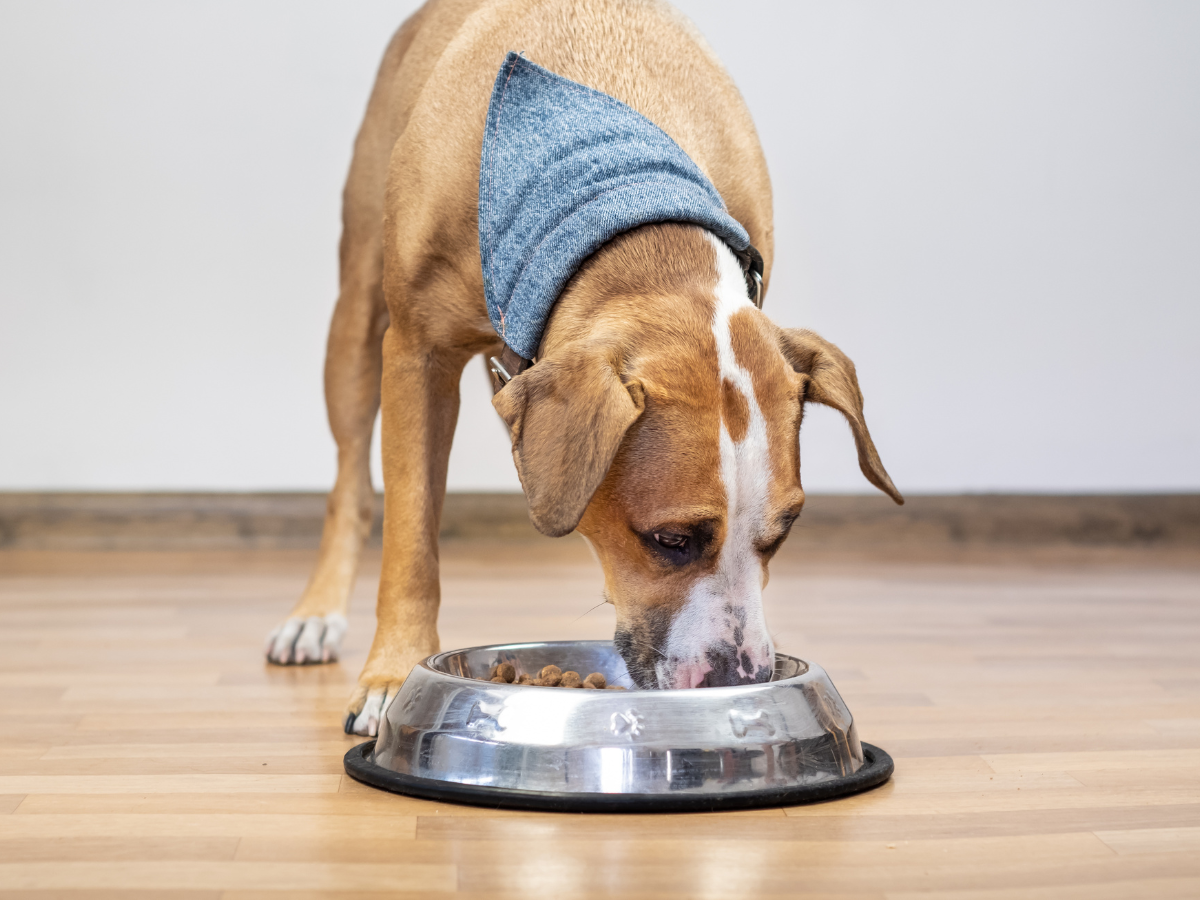 senior dog food supplements