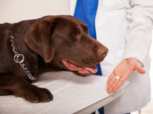 Calming Tablets for Dogs