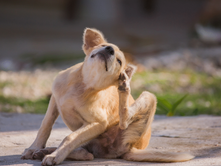 natural allergy relief for dogs