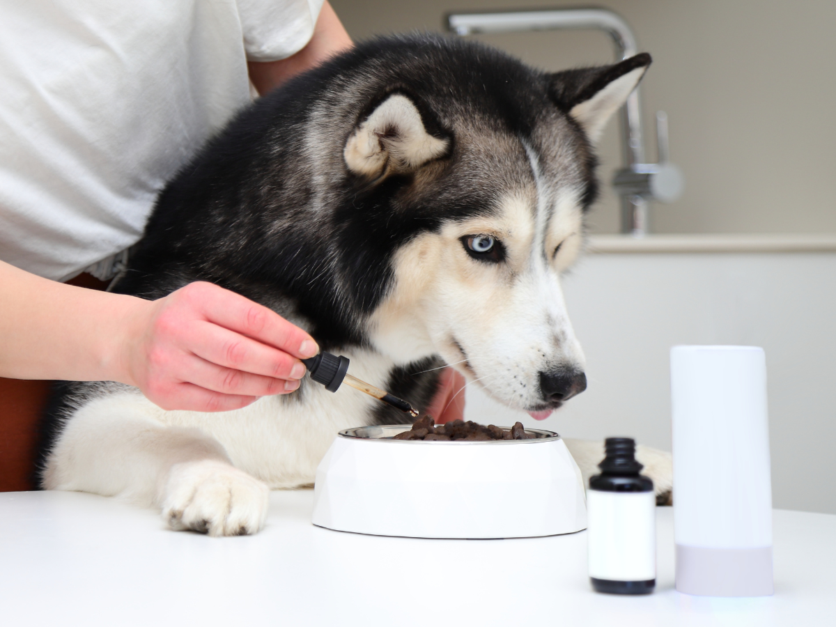 natural allergy relief for dogs