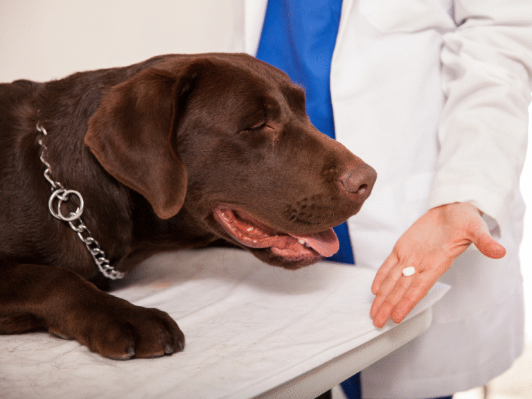 Calming Tablets for Dogs