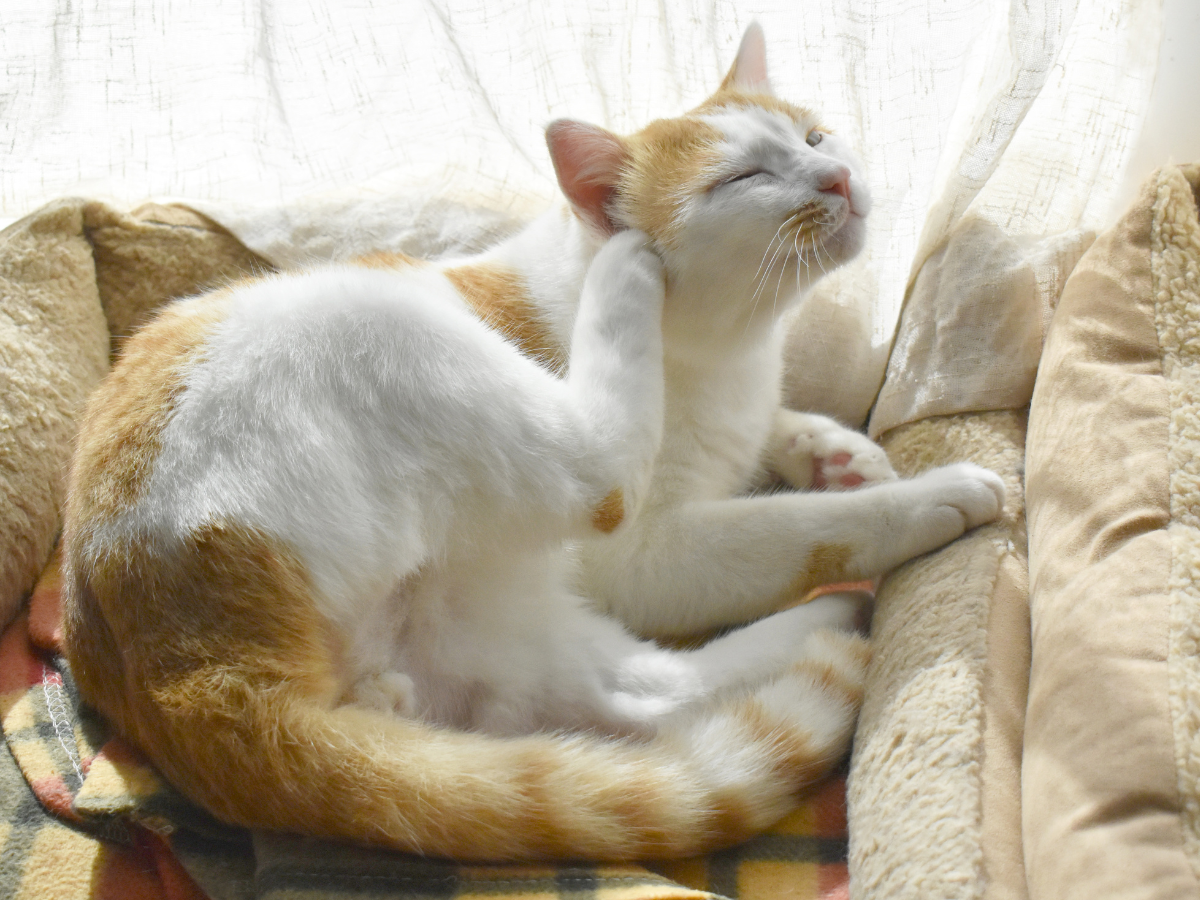 best supplements for itchy cats