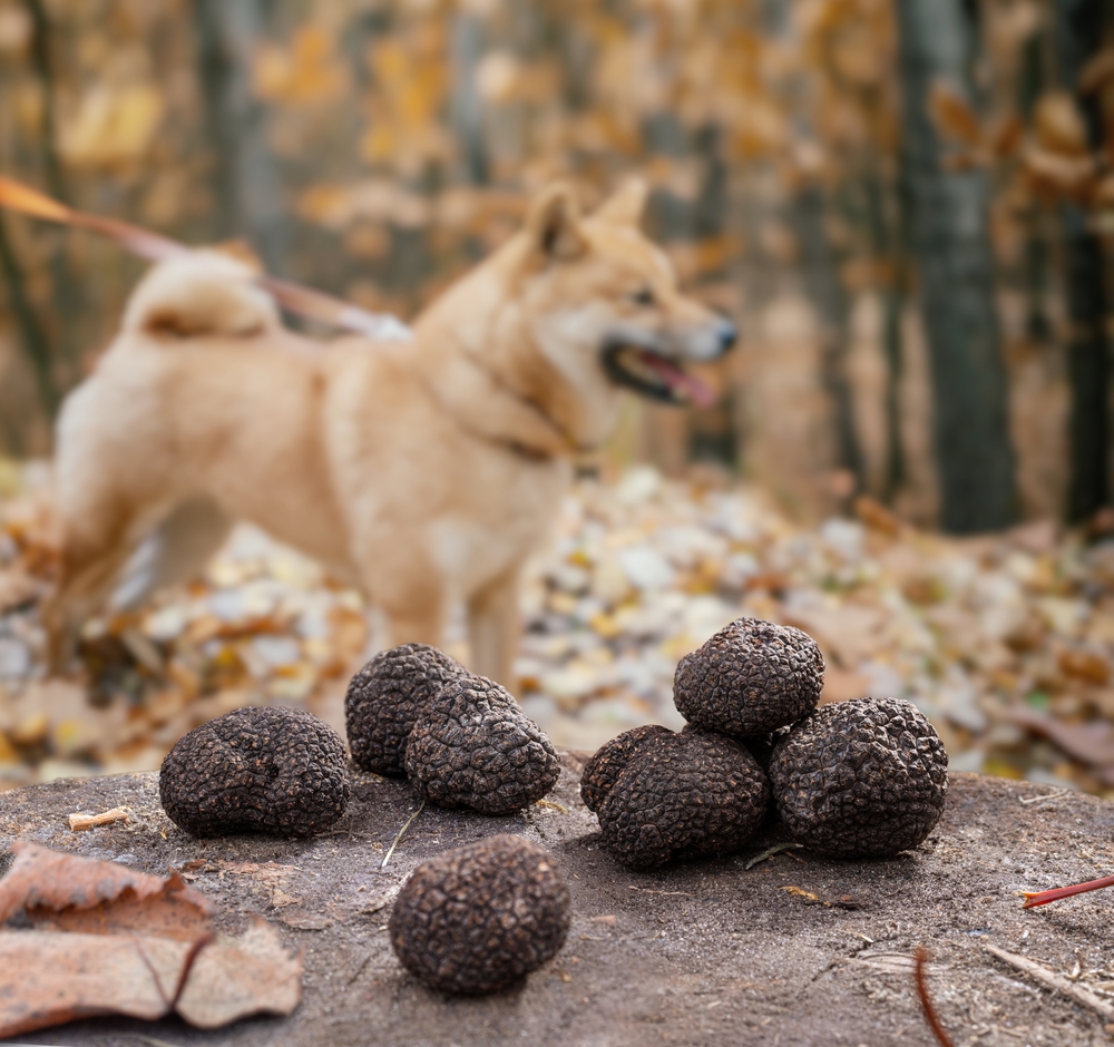 Mushrooms for Pet Health