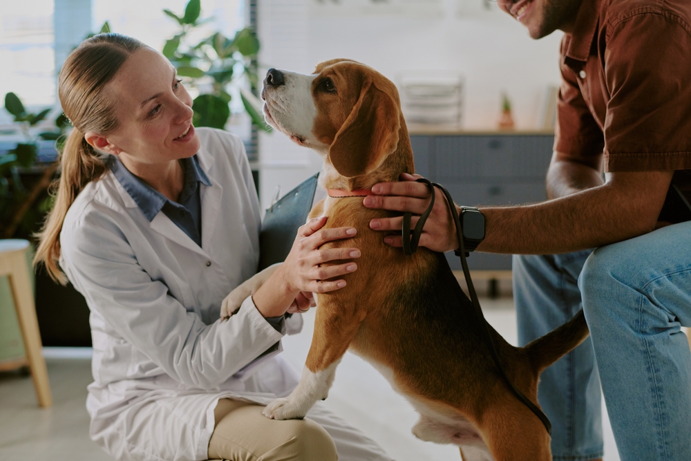 Dog joints Need Collagen