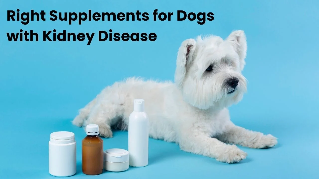 Best Kidney Supplements for Dogs in Australia