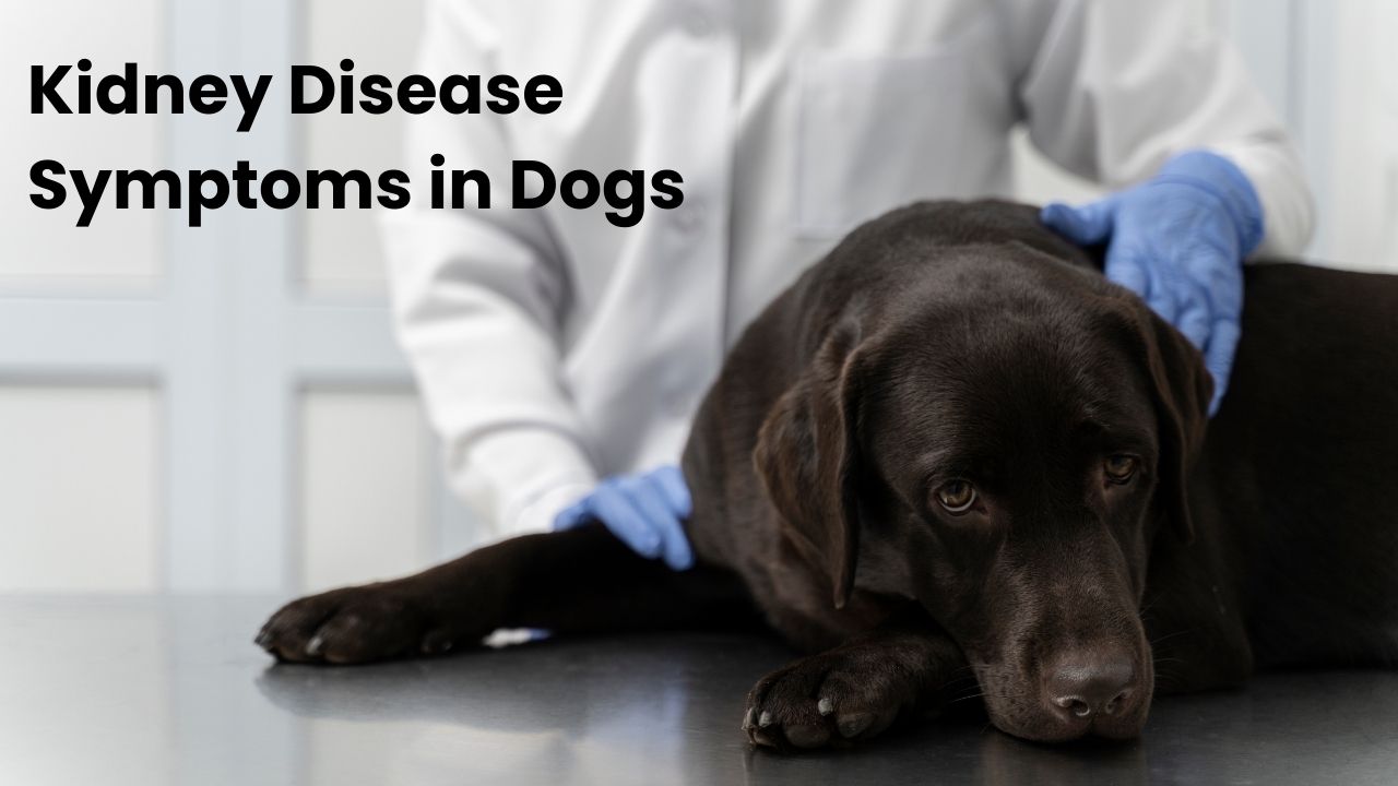 Best Kidney Supplements for Dogs in Australia