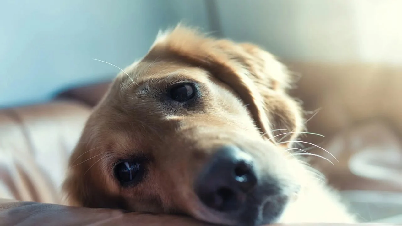 Calm Dog Chews in Australia for Anxiety