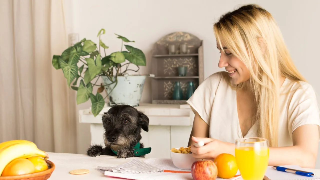 Calm Dog Chews in Australia