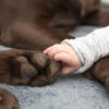 Organic Paw Balm for Dogs Organic Paw Balm for Dogs