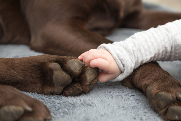 Organic Paw Balm for Dogs Organic Paw Balm for Dogs