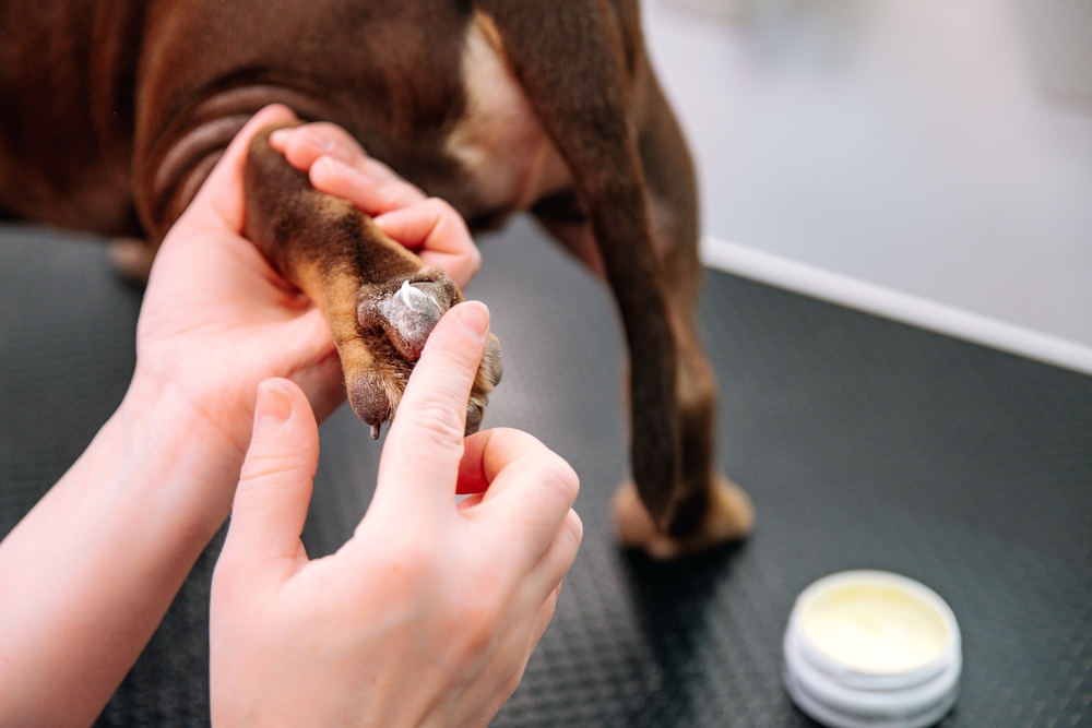 Organic Paw Balm for Dogs
