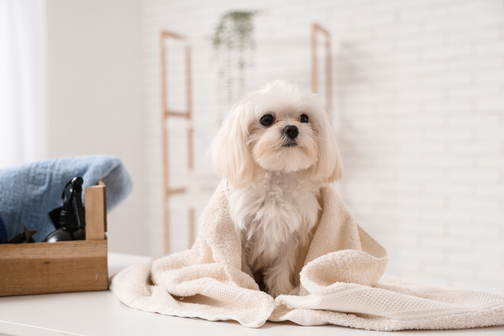 Puppy Digestion Support Supplement