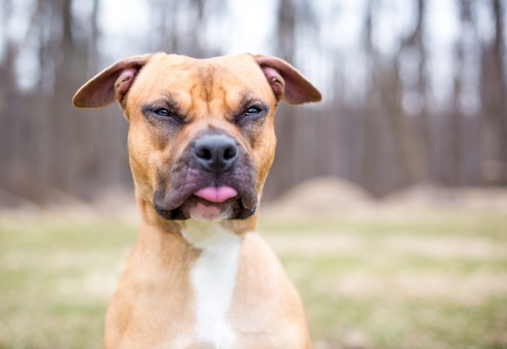 calming supplements for dogs