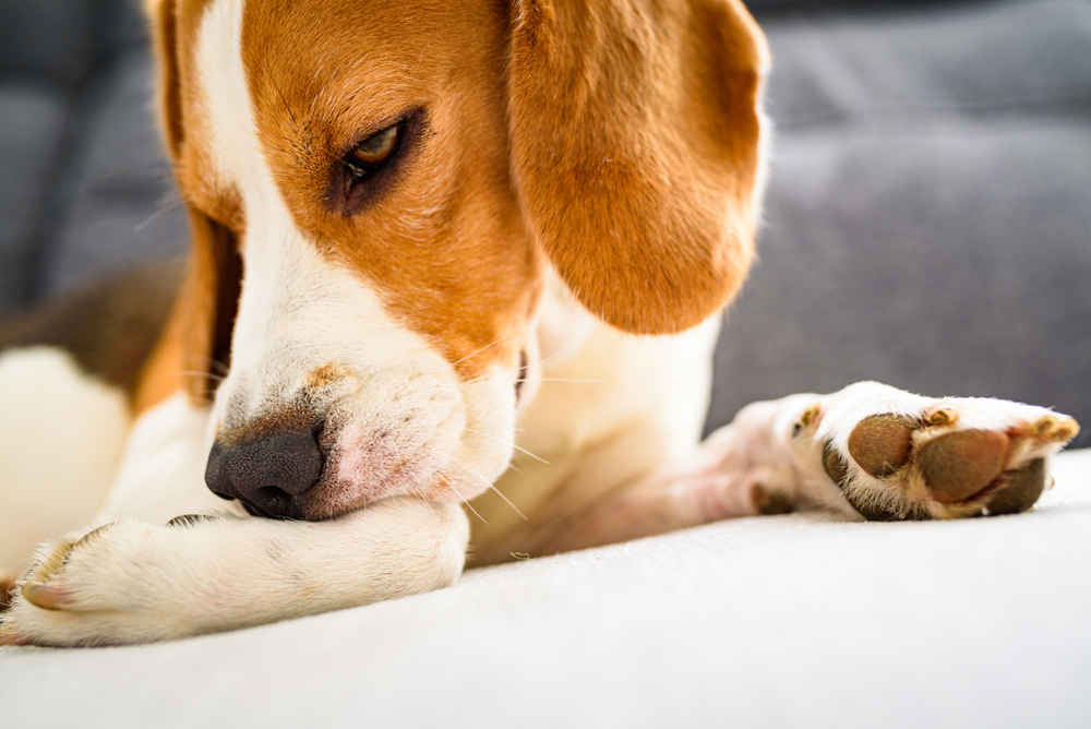 Dog Allergy Supplements