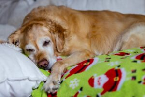 Dog Mobility Chews Australia
