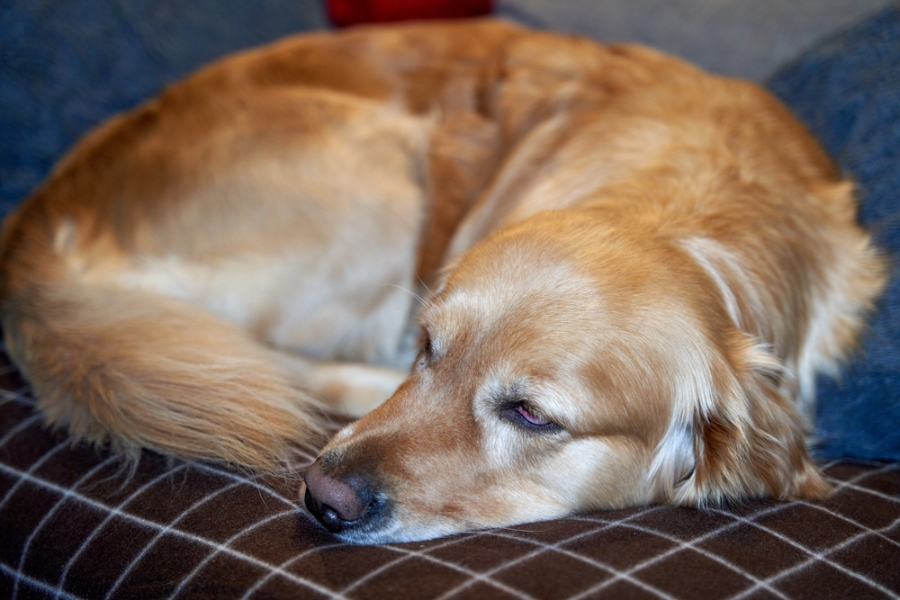 Dog Mobility Chews Australia