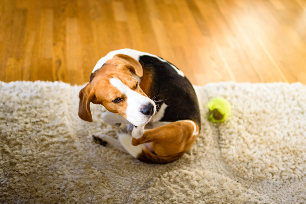 Dog Allergy Supplements