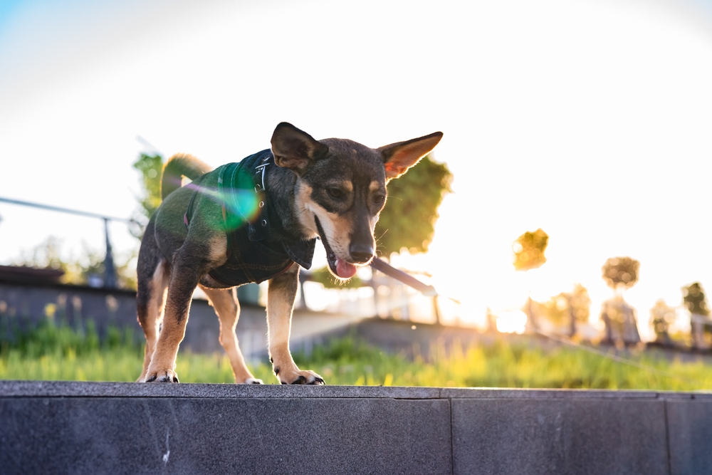 dog multivitamin soft chews Australia