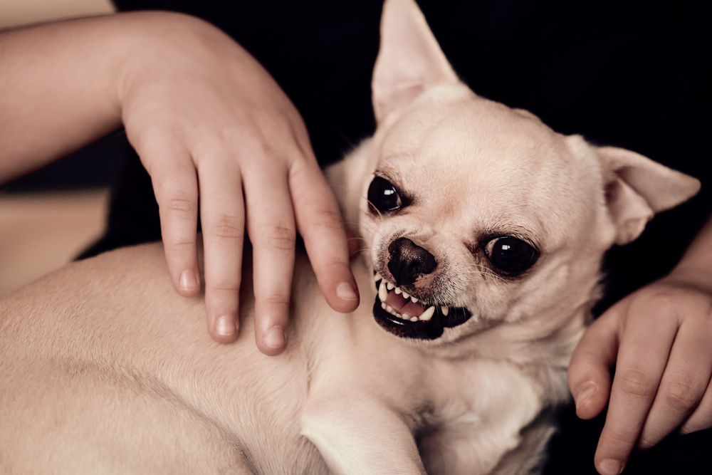 calming supplements for dogs