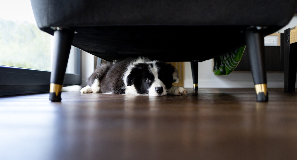 Dog Is Struggling With Anxiety