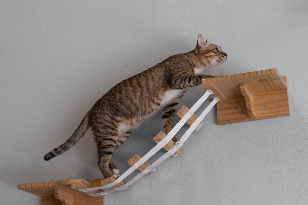 Natural Immune Support for Cats