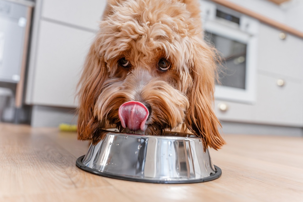 How Much Should I Feed My Dog