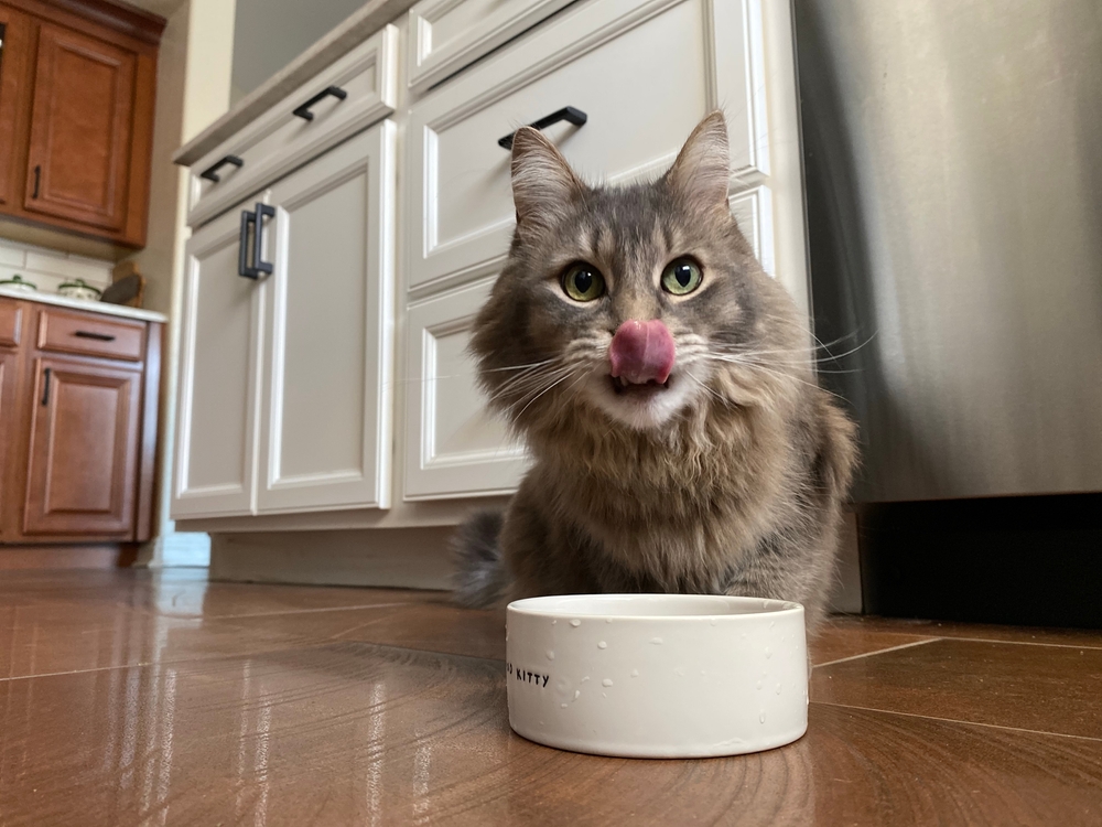 Natural Immune Support for Cats