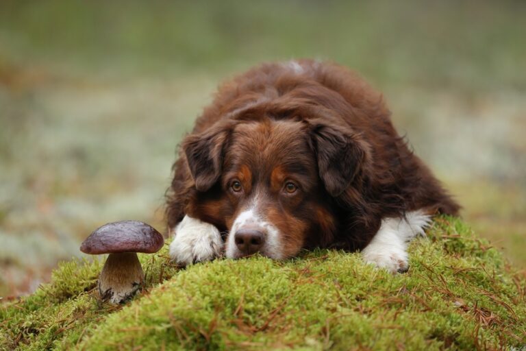 Benefits of Medicinal Mushrooms for Dogs