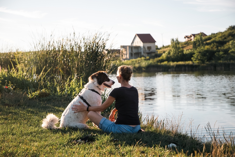 Benefits of Medicinal Mushrooms for Dogs