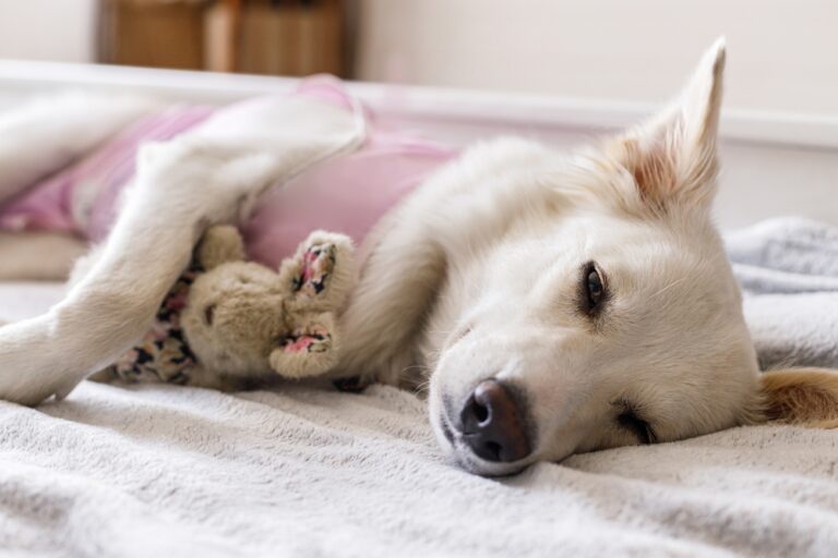 How Can I Keep My Dog's Immune System Strong