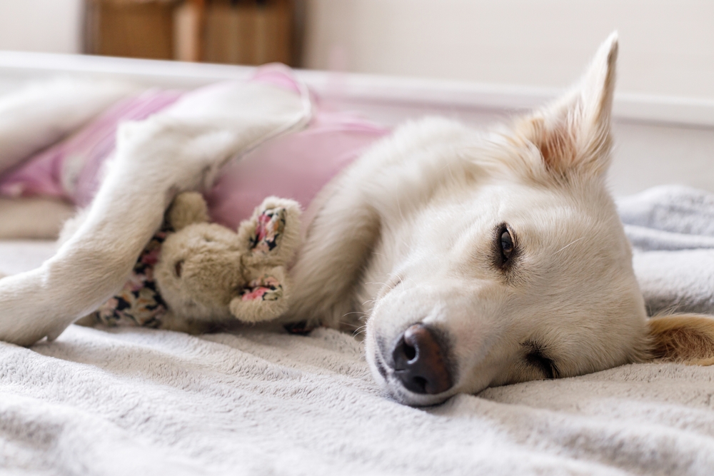 How Can I Keep My Dog's Immune System Strong