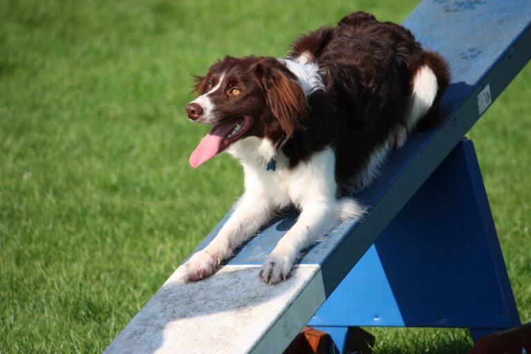 Why Is My Dog Not Jumping Anymore