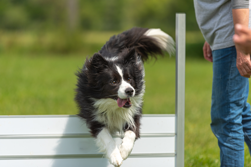 Why Is My Dog Not Jumping Anymore