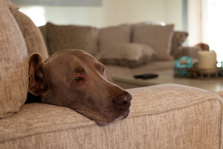 Natural Ways to Calm an Anxious Dog