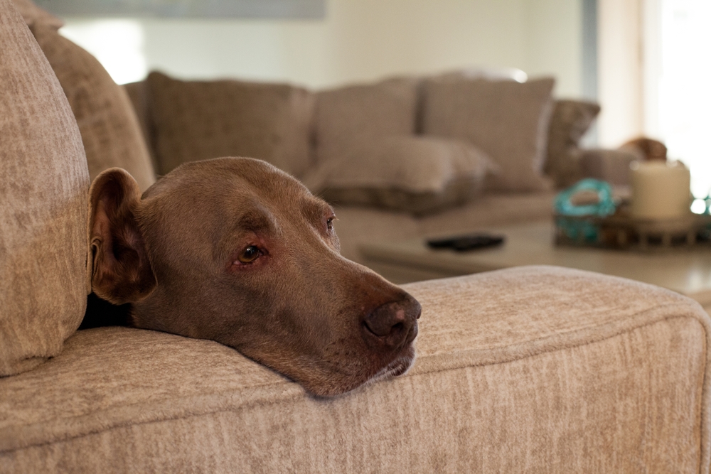 Natural Ways to Calm an Anxious Dog