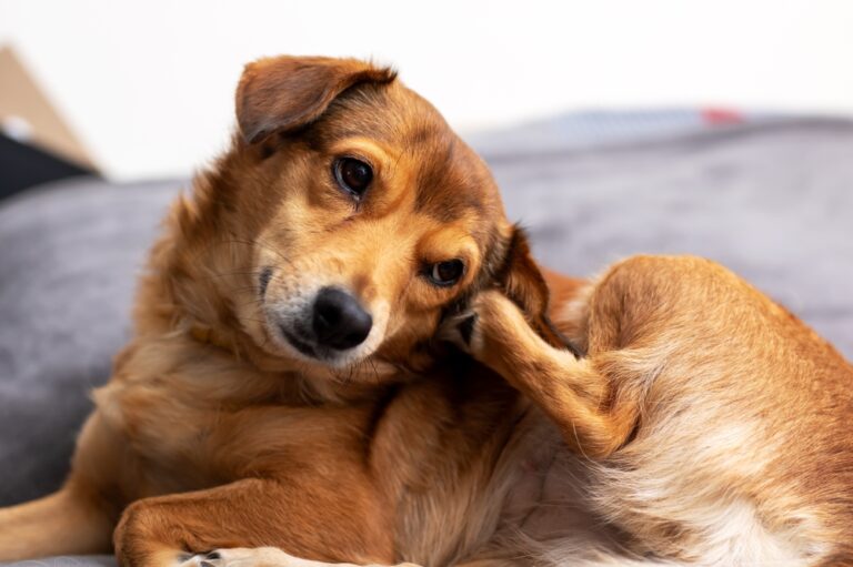Why Is My Dog Scratching So Much