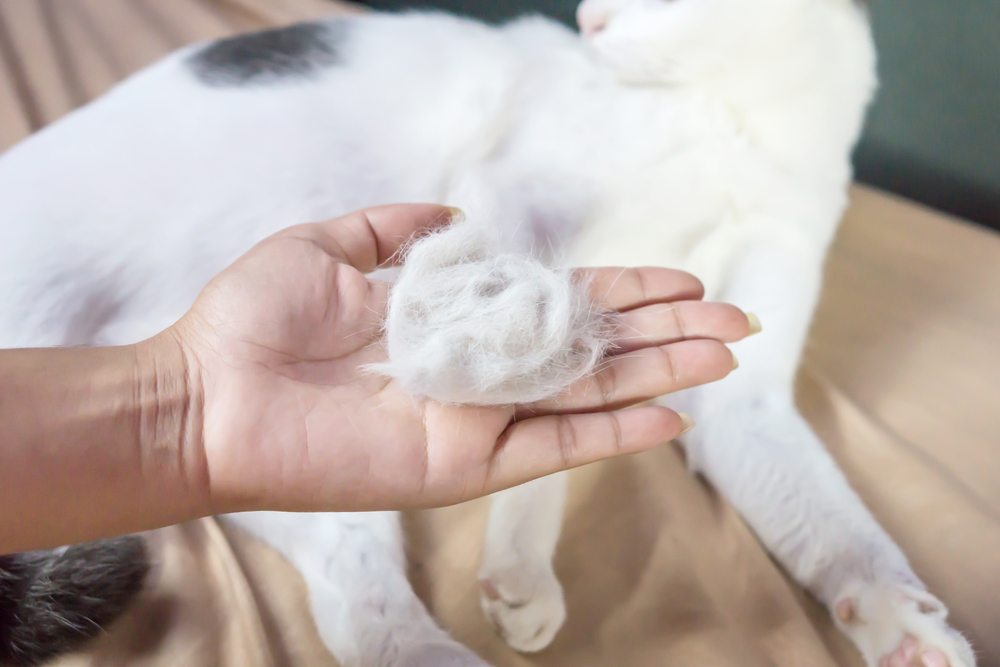 why is my cat losing hair
