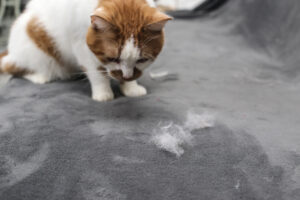 why is my cat losing hair