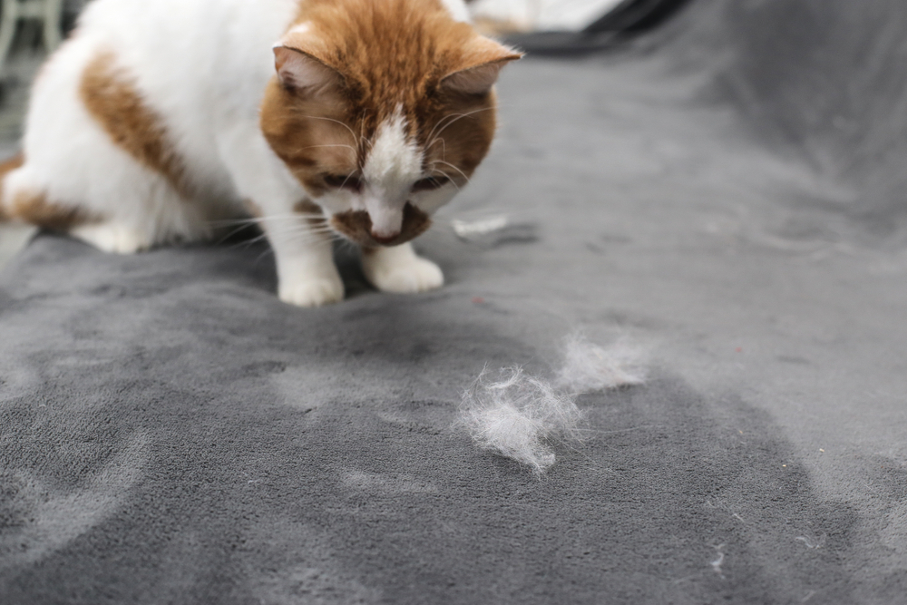 why is my cat losing hair