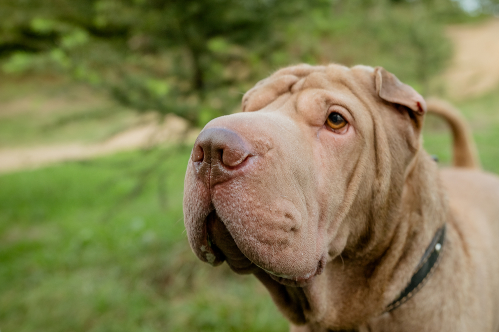 signs of a weak immune system in dogs