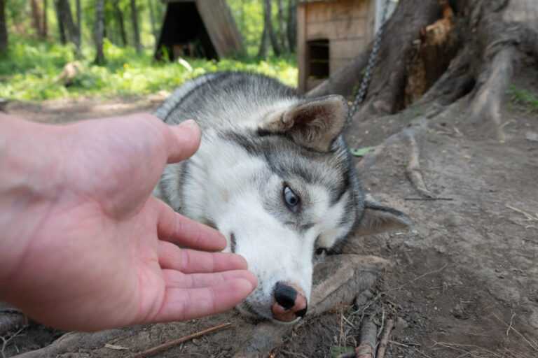 Signs of a Weak Immune System in Dogs