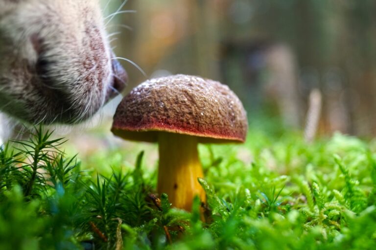 Can Dogs Eat Mushrooms