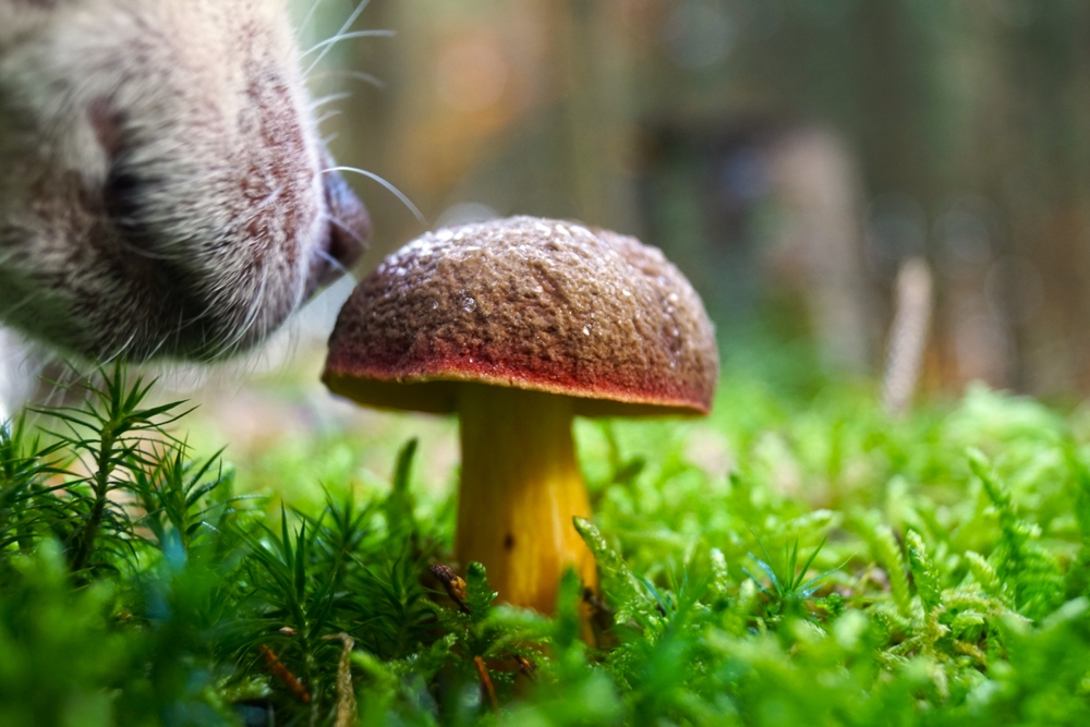 Can Dogs Eat Mushrooms