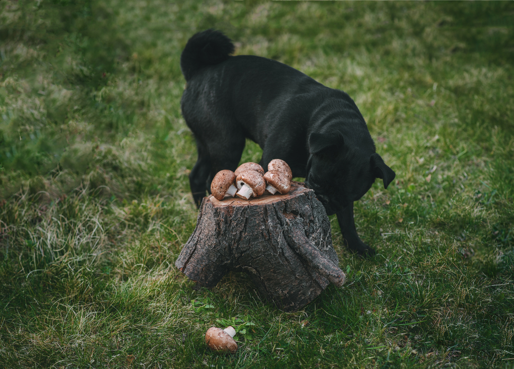 Can Dogs Eat Mushrooms