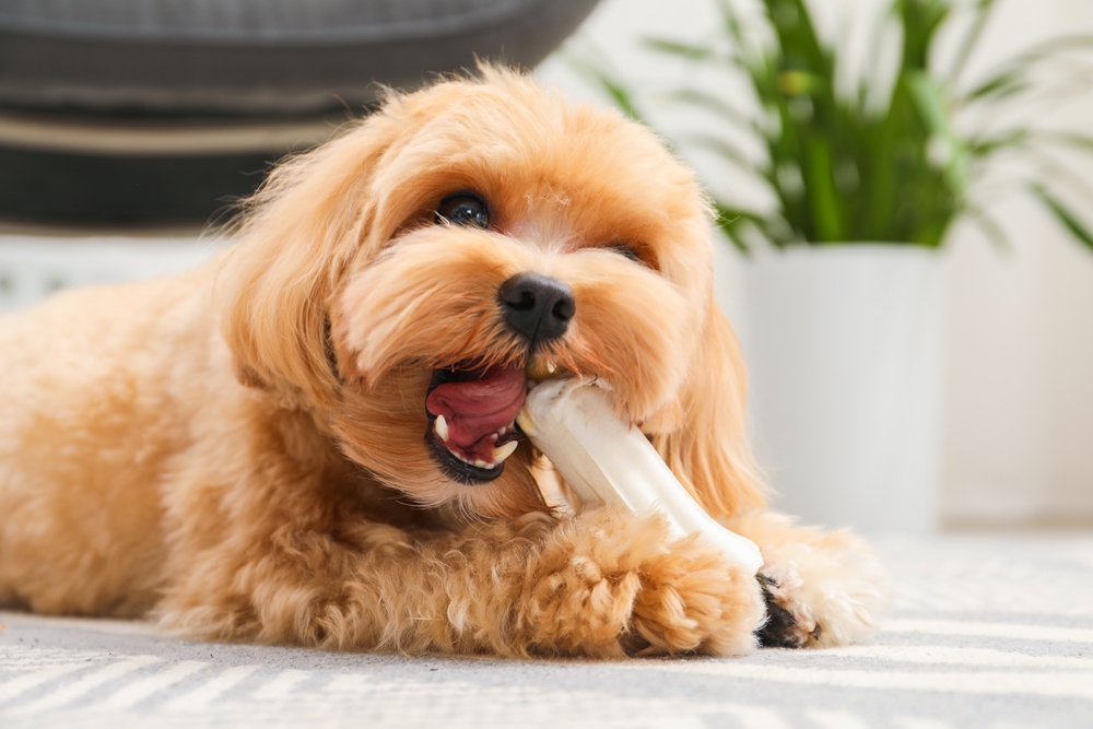 puppy nutrition guide Australia